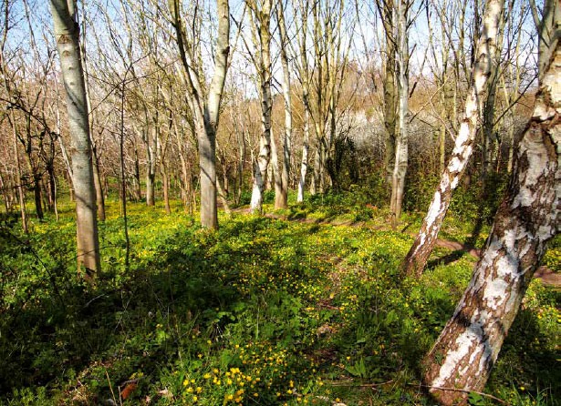 Millennium Wood Stowey Green Spaces