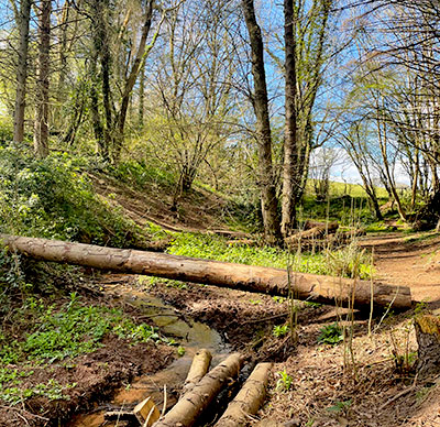 Stowey Woods