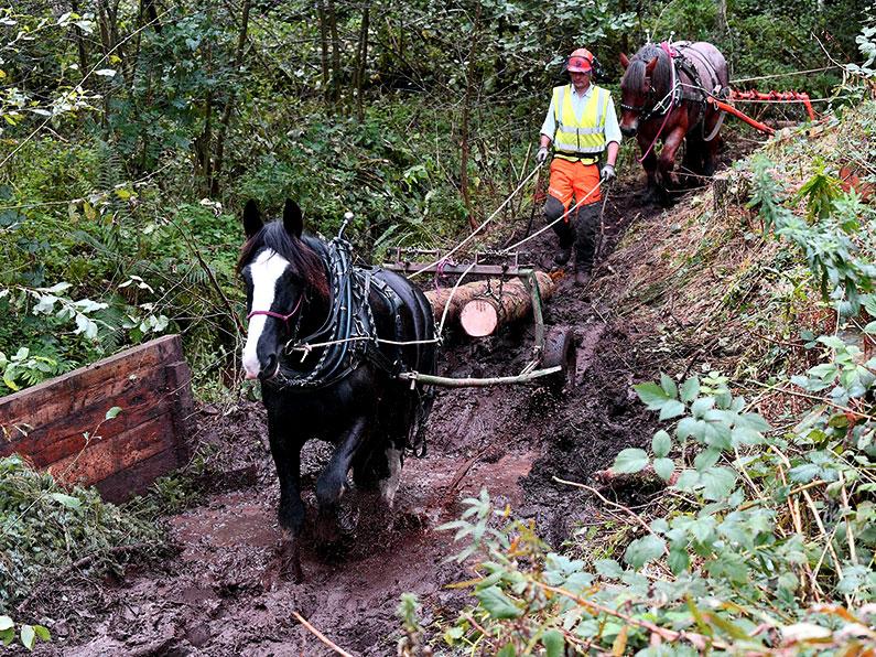 Stowey Wood Horse Logging by Kit Houghton